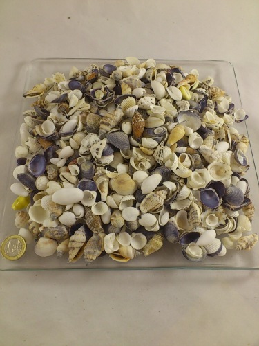 Muscheln  mix small  1-3 cm 1 kg.